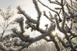 Frozen Condensate Pipe